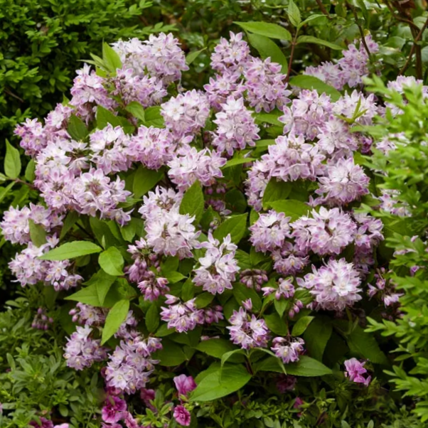 DEUTZIA RASPBERRY SUNDAE G2 PTW