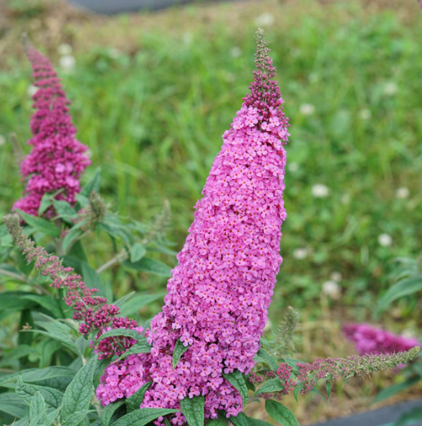 BUDDLEIA 'PUGSTER PINKER'® G2 PW