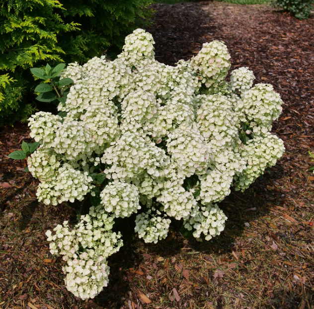 HYDRANGEA P TINY QUICK FIRE™ G2 PW