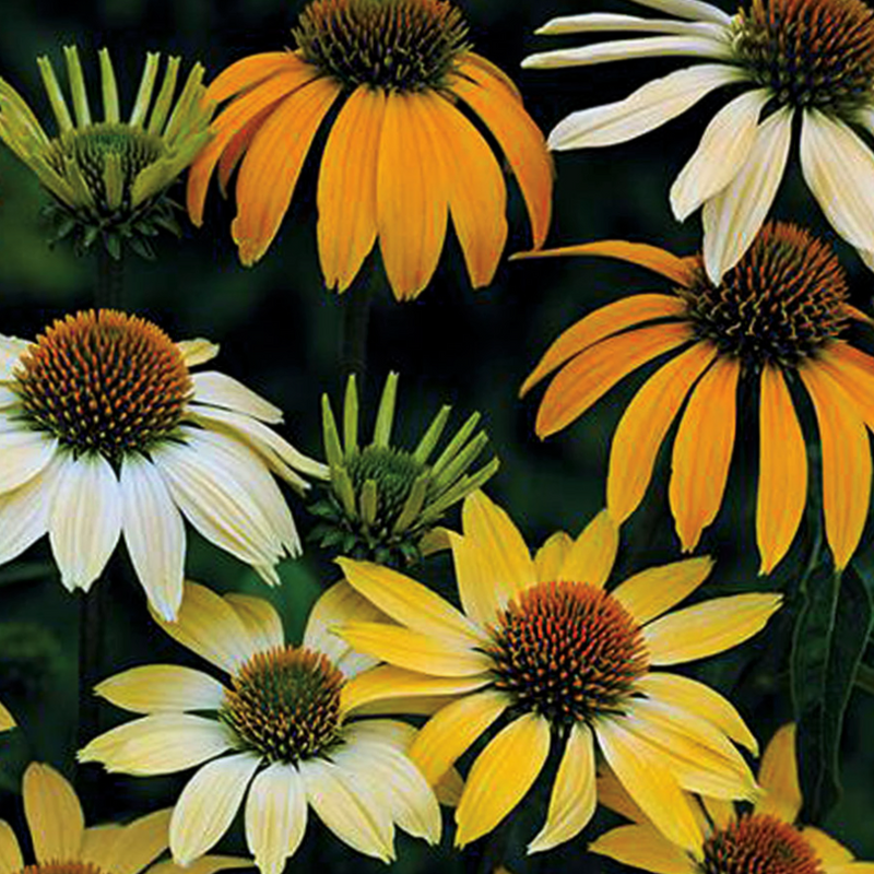 ECHINACEA P. 'MELLOW YELLOWS' G1 AB