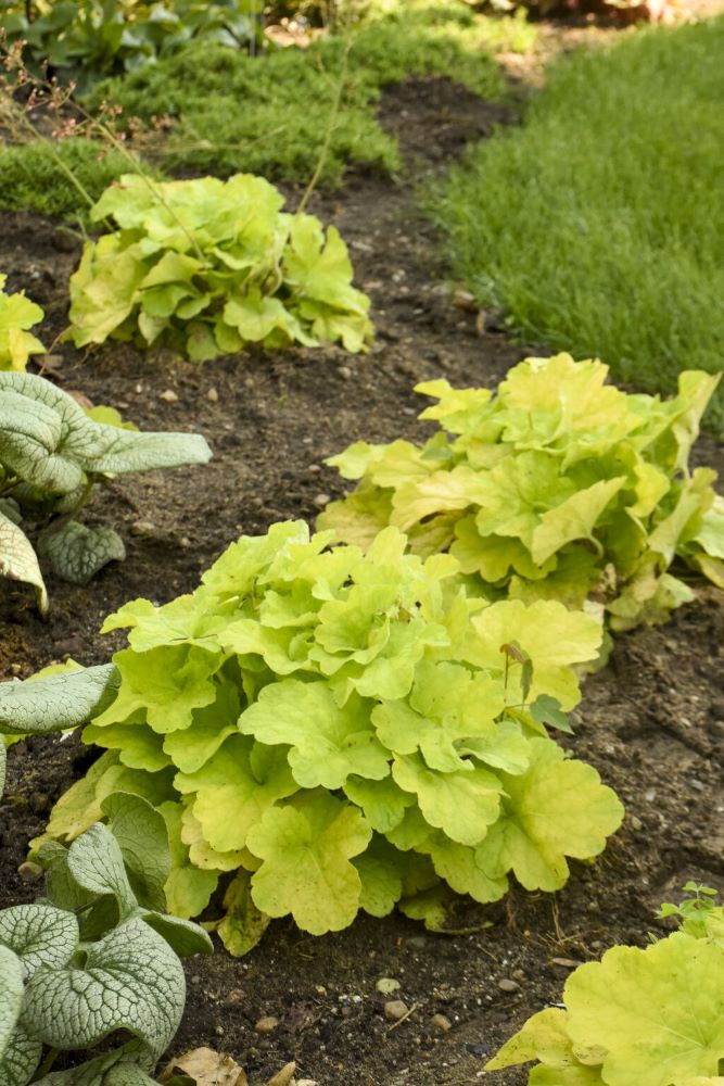 HEUCHERA PISTACHIO AMBROSIA 19CM PW