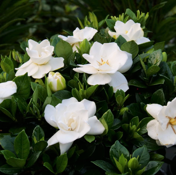 GARDENIA STEADY AS SHE GOES® G3 PW