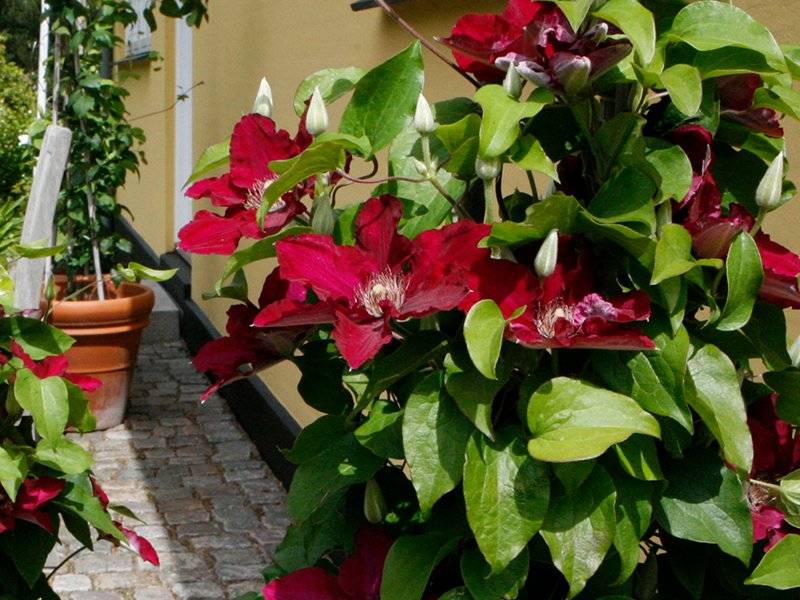 CLEMATIS 'JIE' 19CM RE