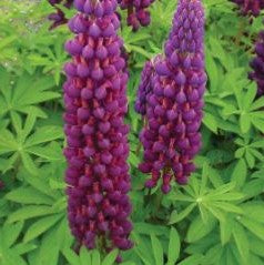 LUPINUS WESTCOUNTRY MASTERPIECE PF600 MP