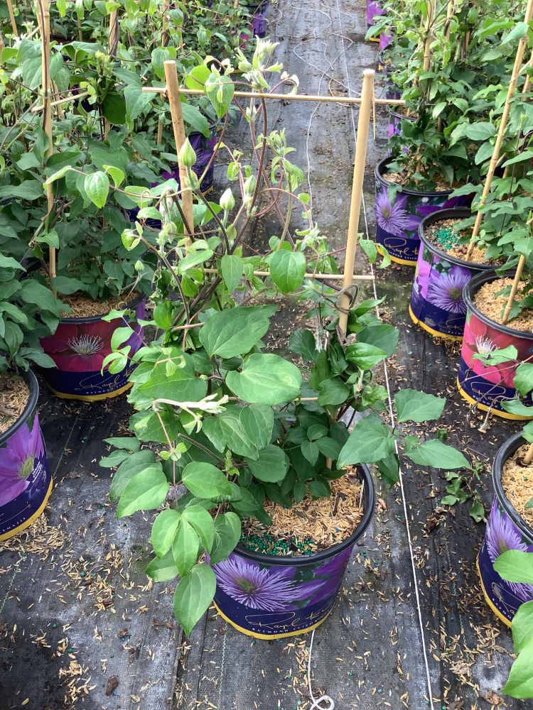 CLEMATIS THE DUCHESS OF CORNWALL 19CM RE