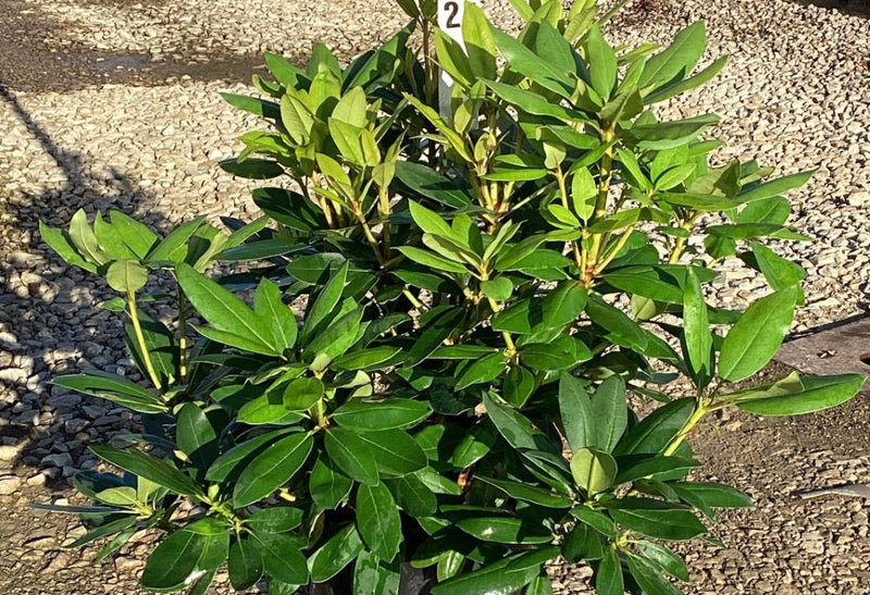 RHODO. 'PURPUREUM ELEGANS' G3 15"