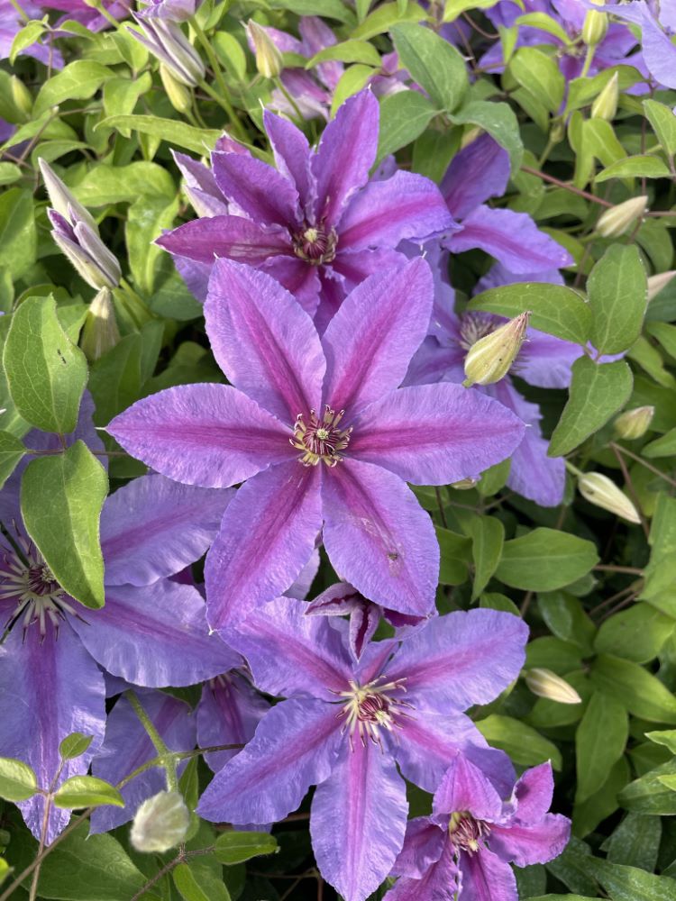 CLEMATIS 'TUMAINI' 19CM RE