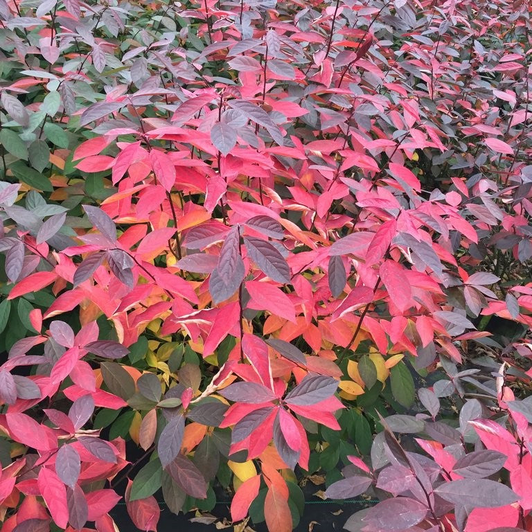 ITEA VIRGINICA 'SCENTLANDIA'® G3 15" PW