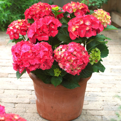 HYDRANGEA M. 'NXTGEN RED SENSATION' G2