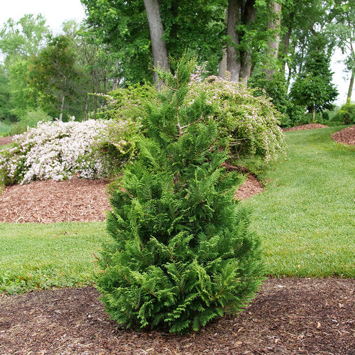 CHAM. CEDAR RAPIDS™ G3 12-15" PW