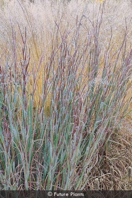 GRASS - SCHIZACHYRIUM HA HA TONKA 19CM PTW