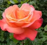 ROSE K.O. 'ORANGE GLOW' G3