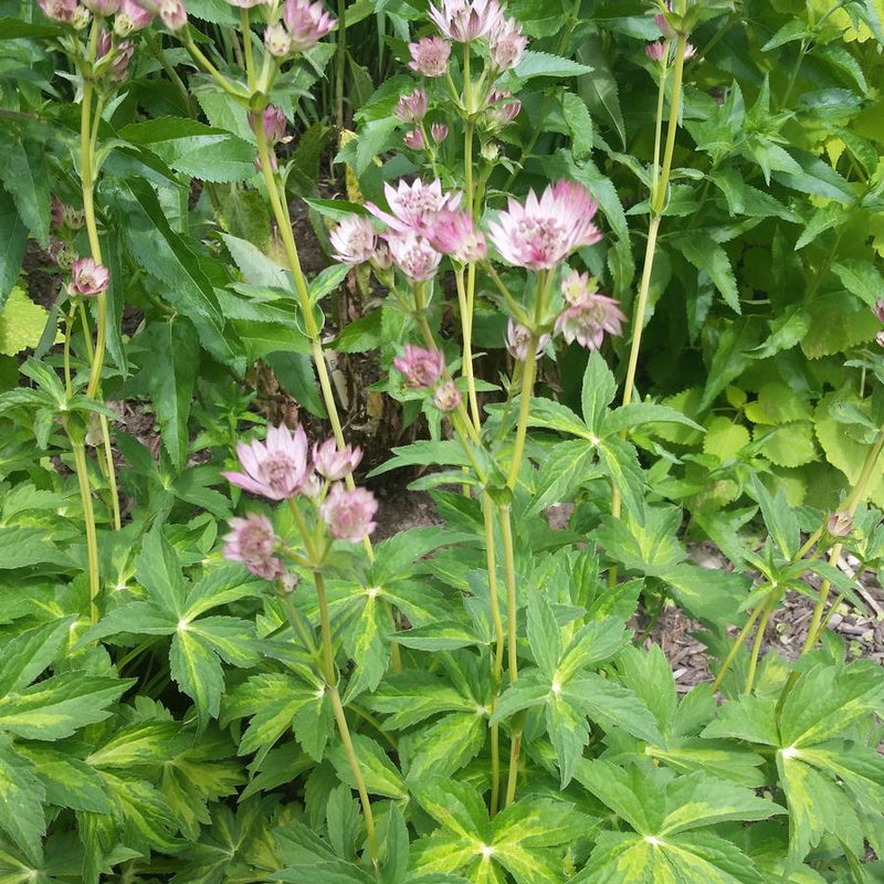 ASTRANTIA 'MASTERPIECE' G1 PTW