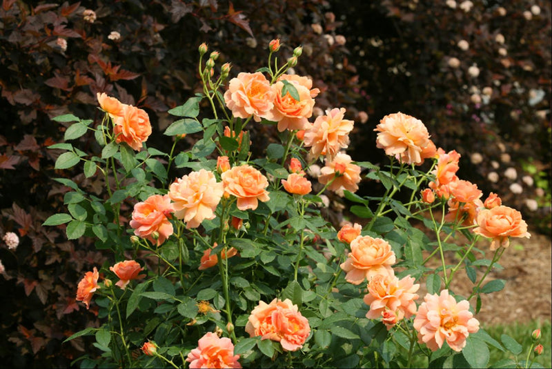 ROSE S 'AT LAST'® G2 PW