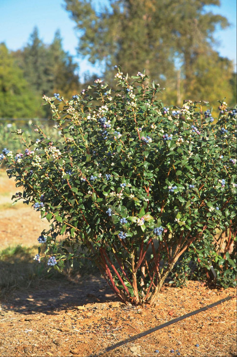 VACCINIUM PERPETUA 19CM RAZ