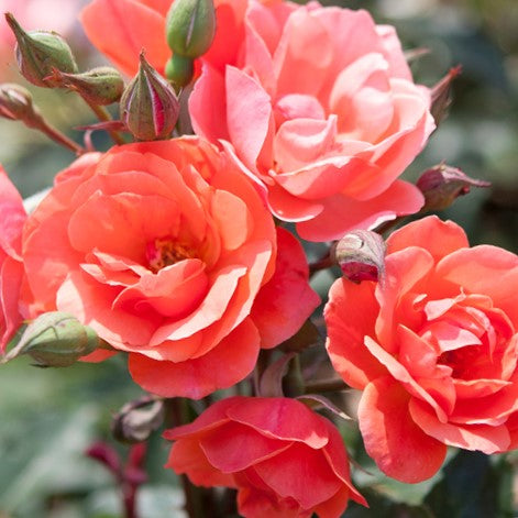 ROSE K.O. 'CORAL KNOCKOUT' G3