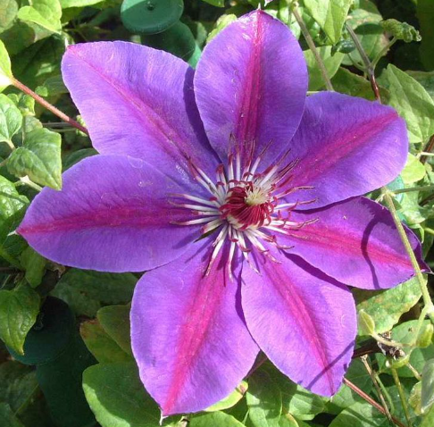 CLEMATIS 'PICARDY' 17CM RE