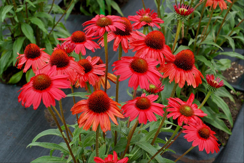 ECHINACEA 'KISMET RED' 17CM PTW