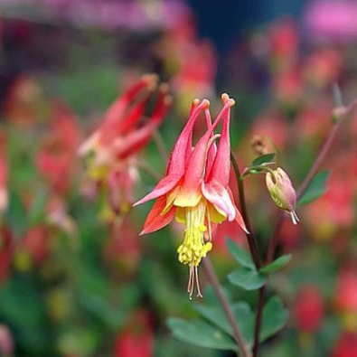 AQUILEGIA CAN. 'LITTLE LANTERNS' G1 AB
