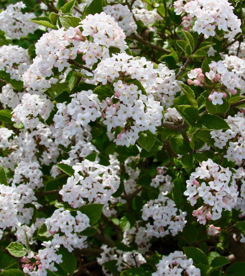 VIBURNUM CARLESII 'SELECT SUGAR N' SPICE' G3 18" PTW