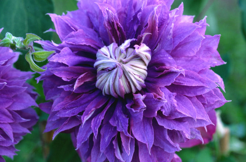 CLEMATIS 'DIAMANTINA' 19CM RE