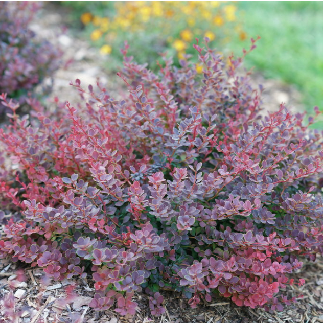 BERBERIS THUN. 'SUNJOY MINI MAROON'® G2 10" PWDP