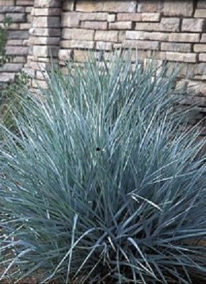 GRASS - LEYMUS A. 'BLUE DUNE' 19CM