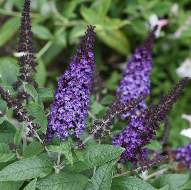 BUDDLEIA 'PUGSTER BLUE'® G1 PW