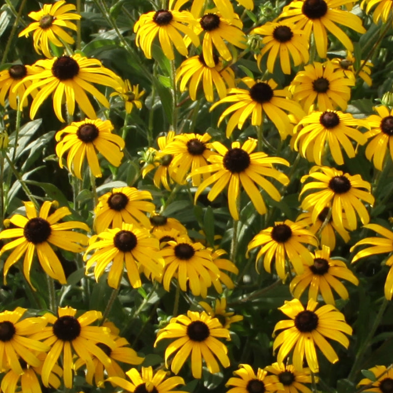 RUDBECKIA X 'AMERICAN GOLD RUSH' 19CM PTW