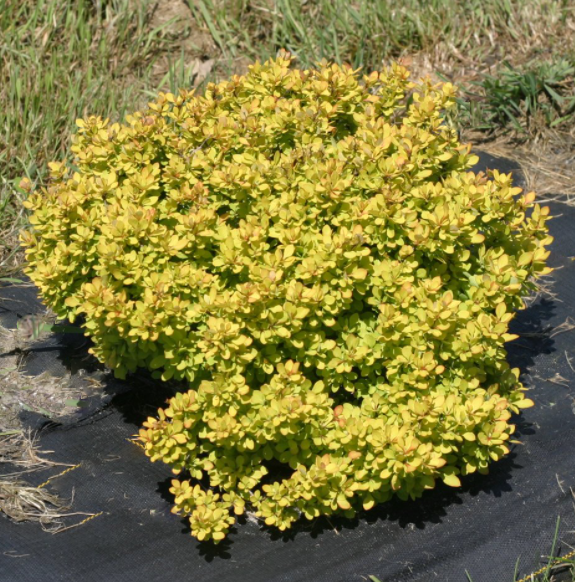 BERBERIS THUN. 'SUNJOY® MINI SAFFRON' G2 10" PWDP