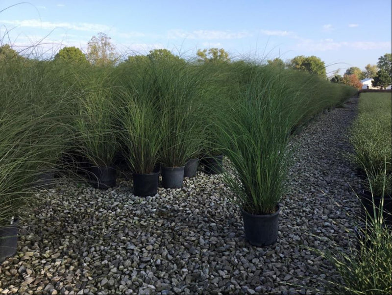 GRASS - M. S. 'SCOUT' G3