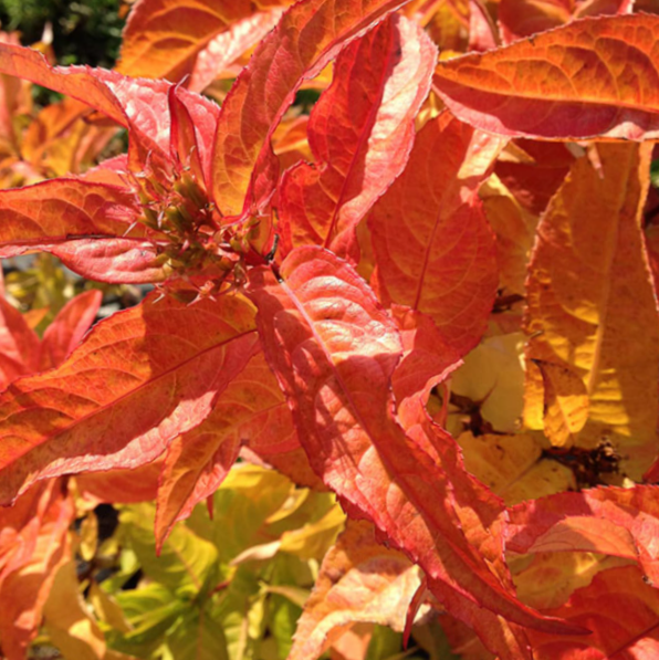 DIERVILLA S. 'KODIAK® ORANGE' G3 15" PW