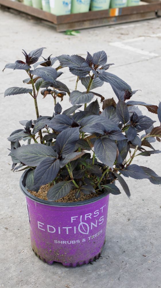 HYDRANGEA M. 'ECLIPSE'® G3 FE
