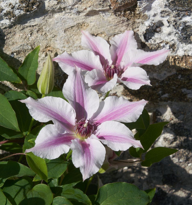CLEMATIS 'ITHEMBA' 17CM RE