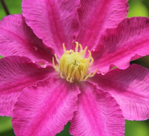 CLEMATIS 'ABILENE' 19CM RE