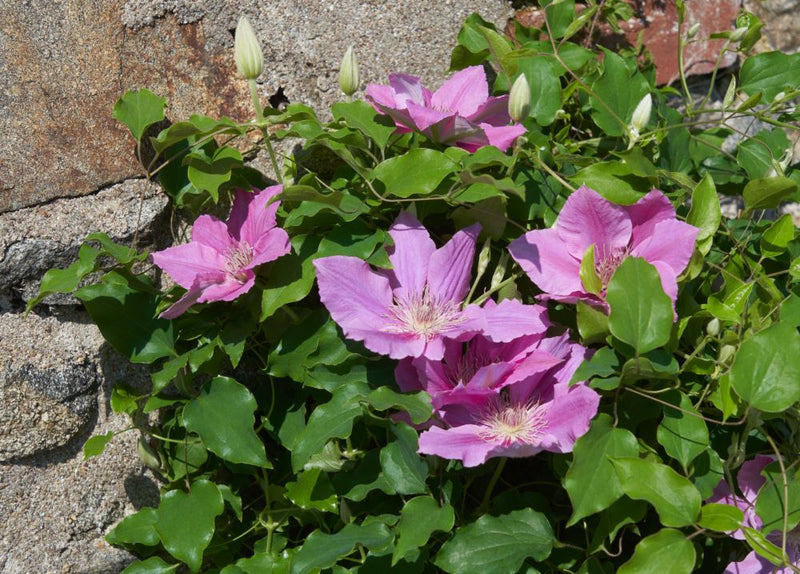 CLEMATIS 'BRIDGEWATER' 19CM RE