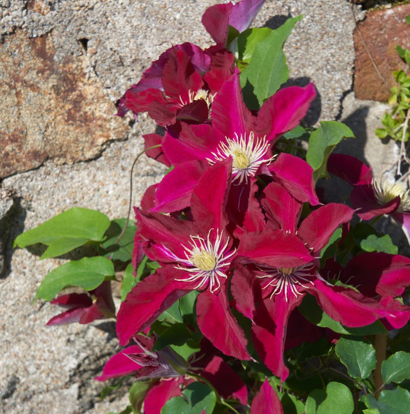 CLEMATIS 'ELPIS' 19CM RE