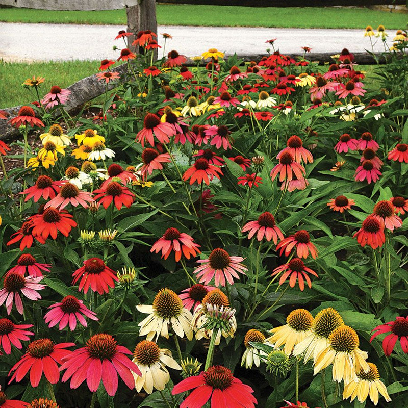 ECHINACEA 'CHEYENNE SPIRIT' 17CM PTW