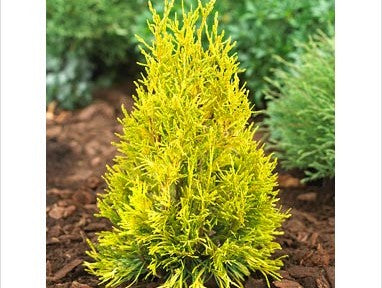 THUJA PLICATA '4EVER GOLDY' G3 15"
