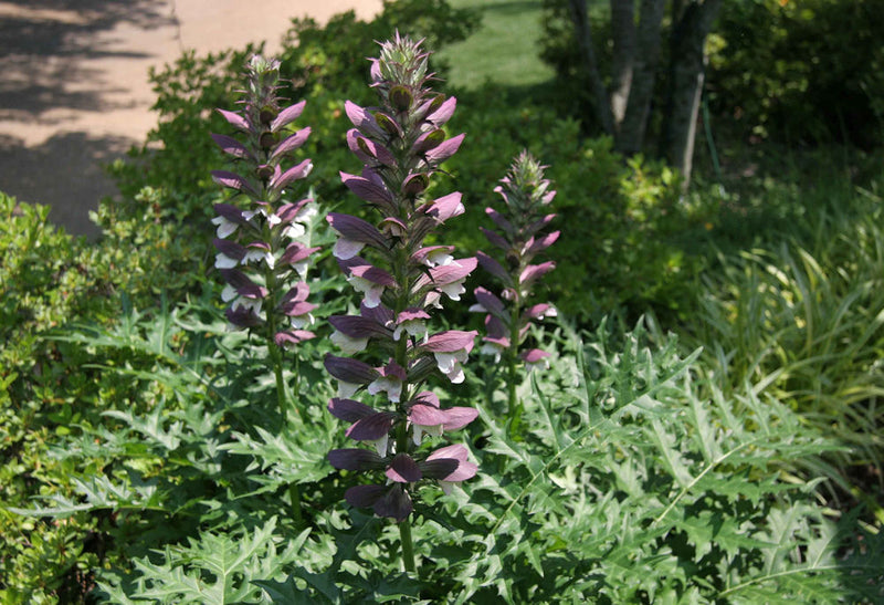 ACANTHUS SPINOSUS G1/19CM