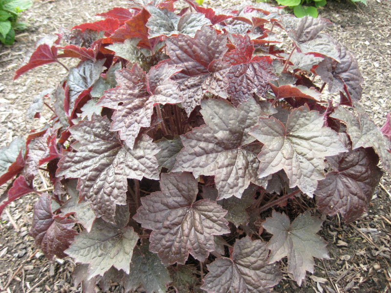 HEUCHERA 'PALACE PURPLE' 19CM