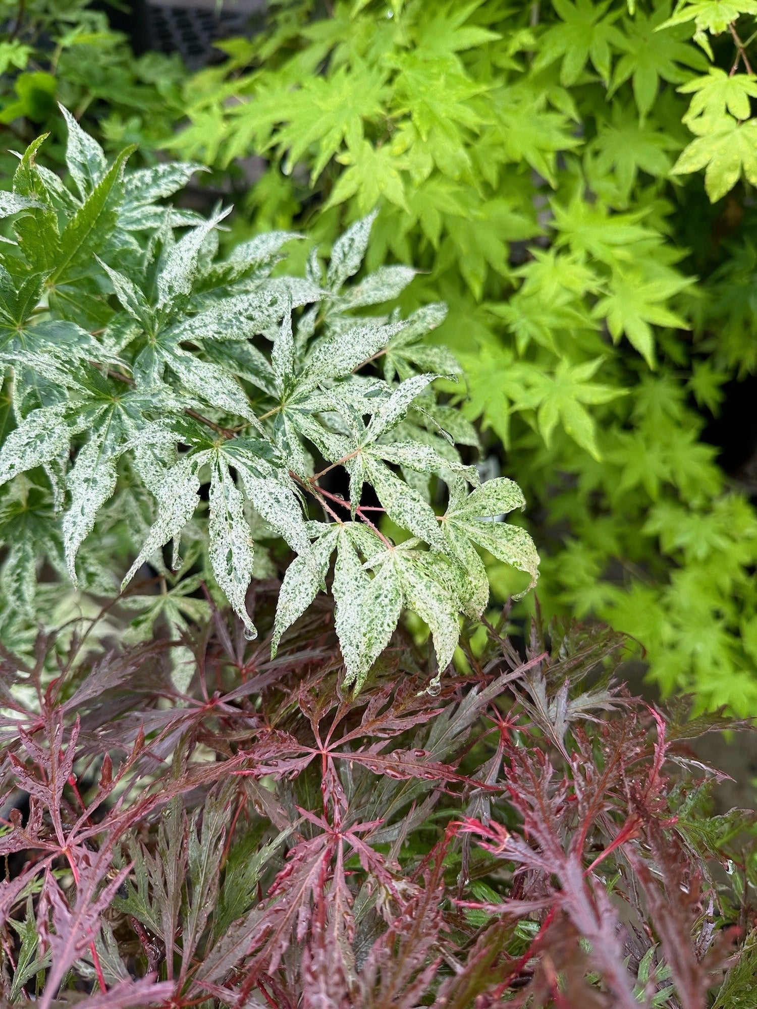 Japanese Maples