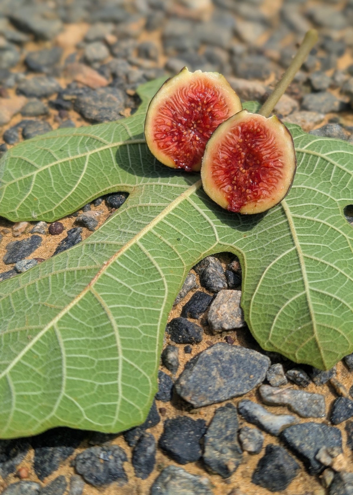 Figs