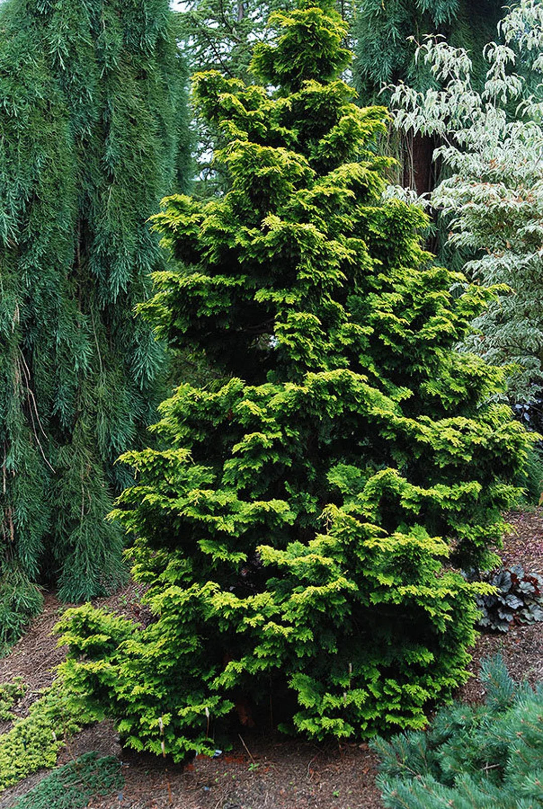 Hinoki Cypress