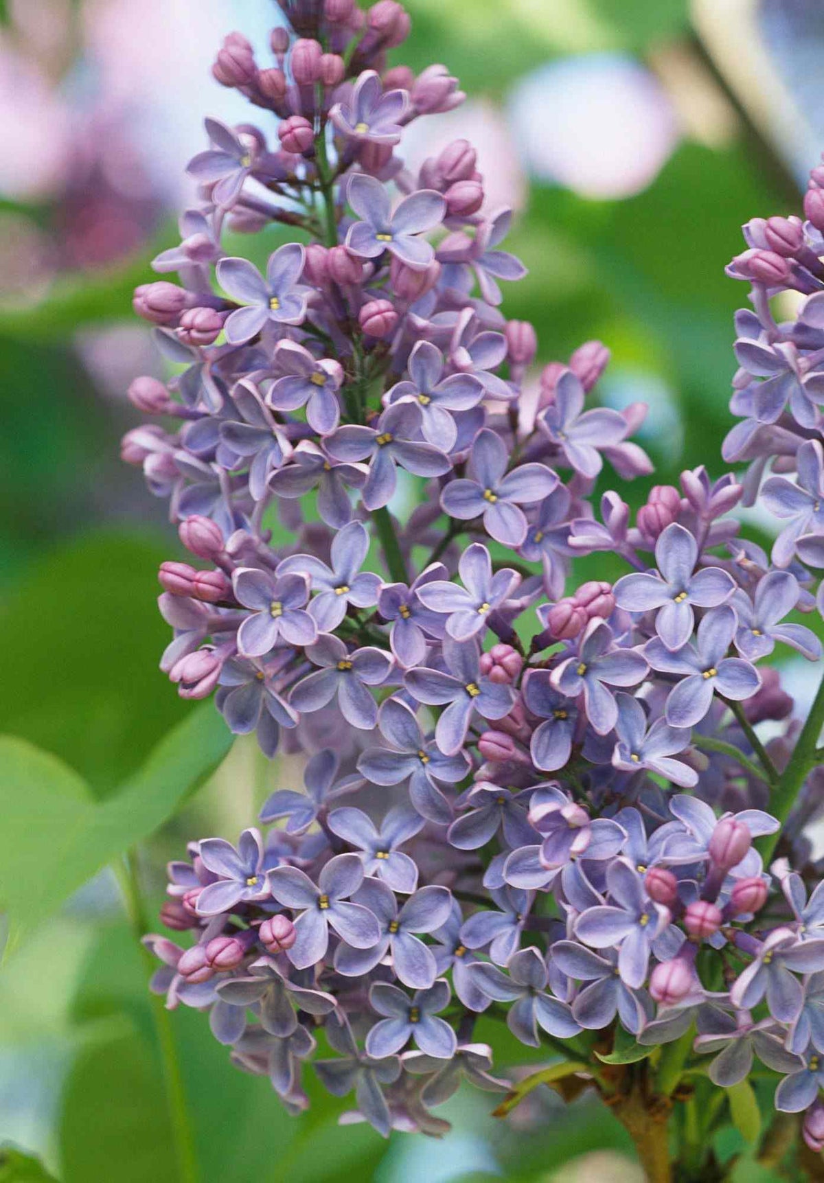 Lilacs