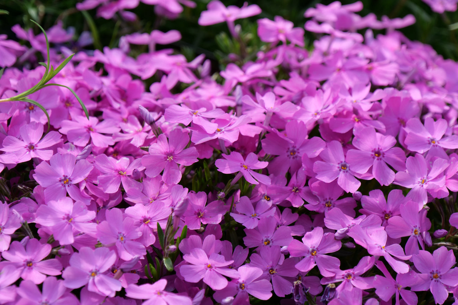 Phlox