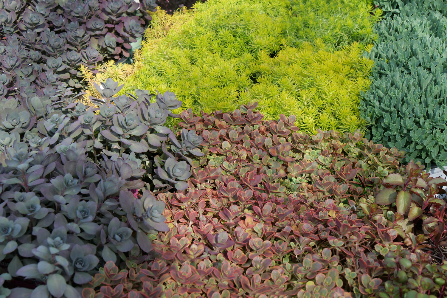 Sedum