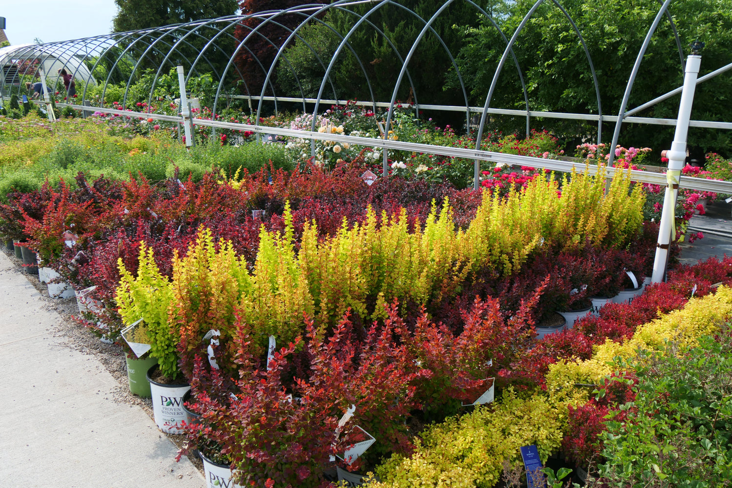 Shrubs