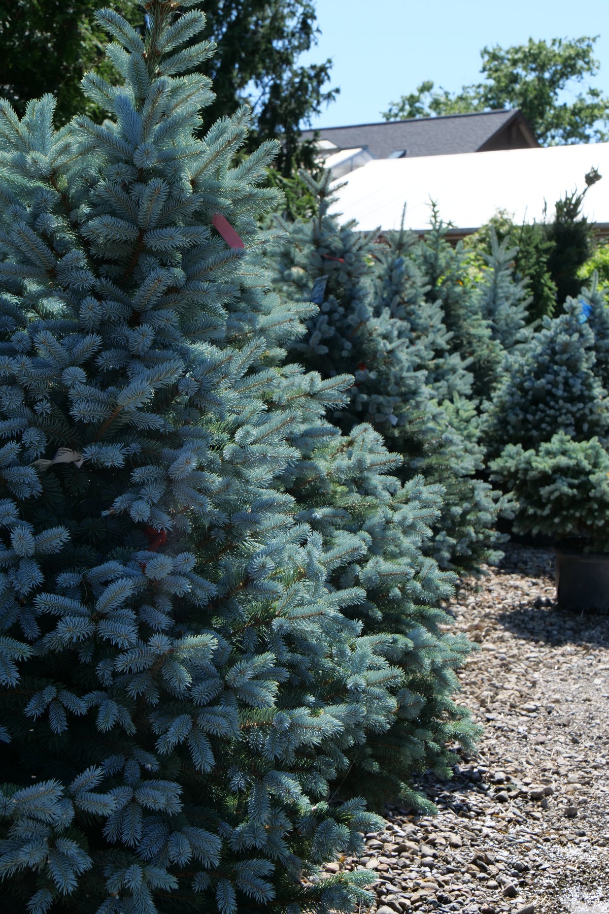 Spruces
