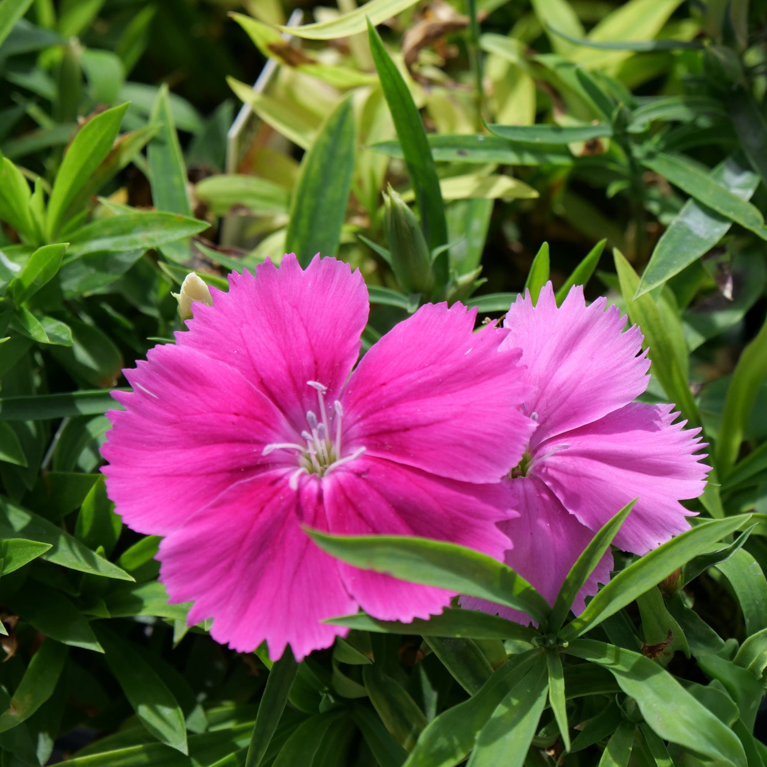 Dianththus